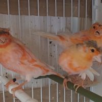 Canari arlequin #2