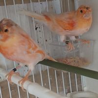 Canari arlequin #3