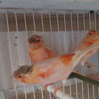 Canari arlequin #4