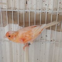 Canari arlequin #6