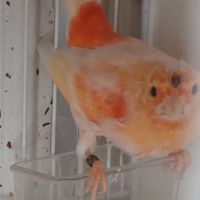 Canari arlequin #8