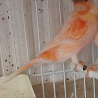 Canari arlequin