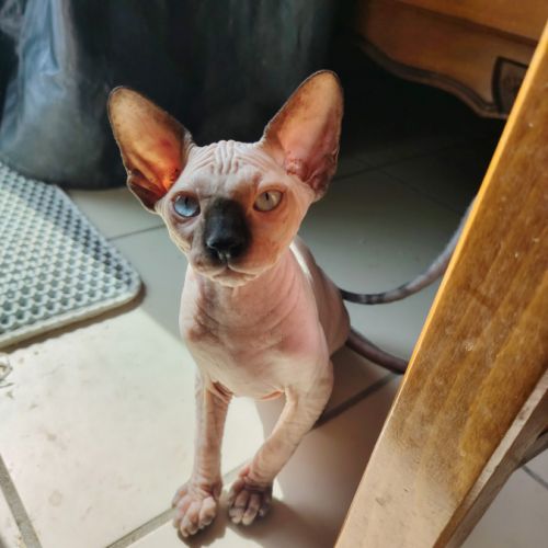 Chatons sphinx