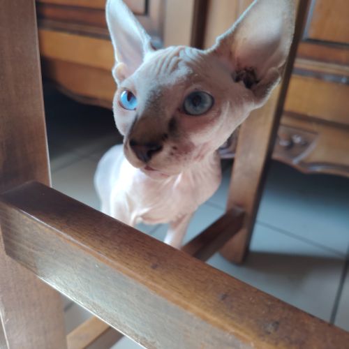 Chatons sphinx #6