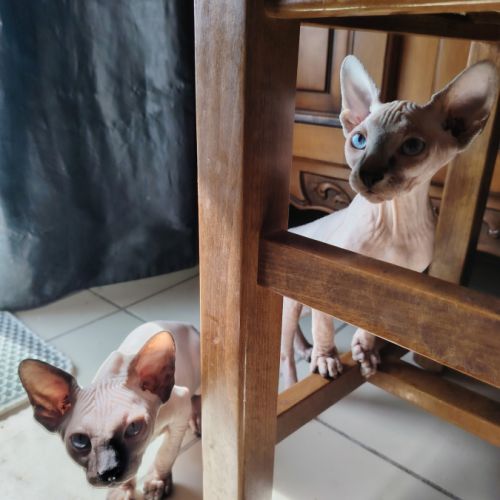 Chatons sphinx #7
