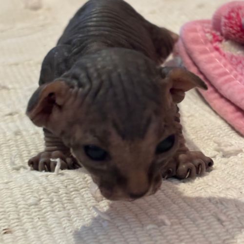 Chatons sphinx #2