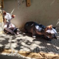 Chatons sphinx #3