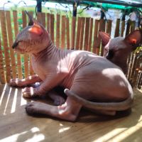 Chatons sphinx #4