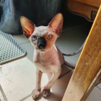 Chatons sphinx