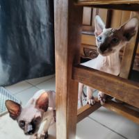 Chatons sphinx #7