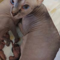 Chatons sphinx