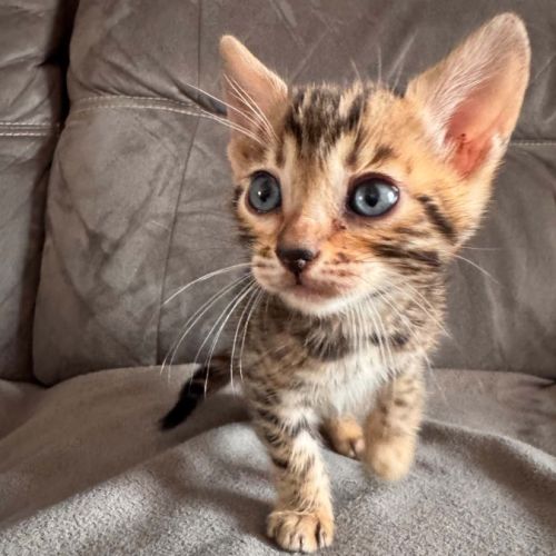 Chaton bengal #1