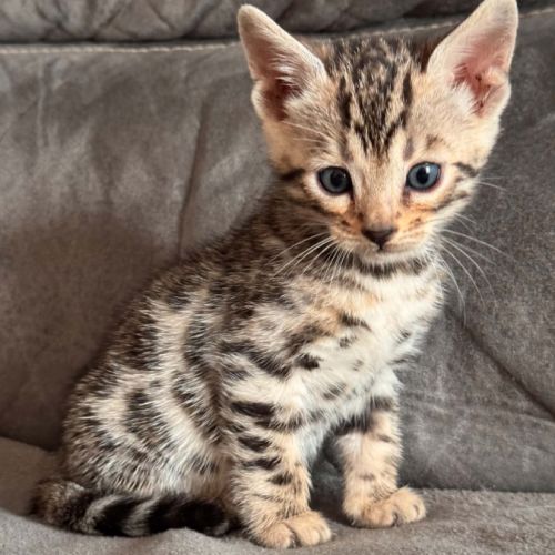 Chaton bengal #3
