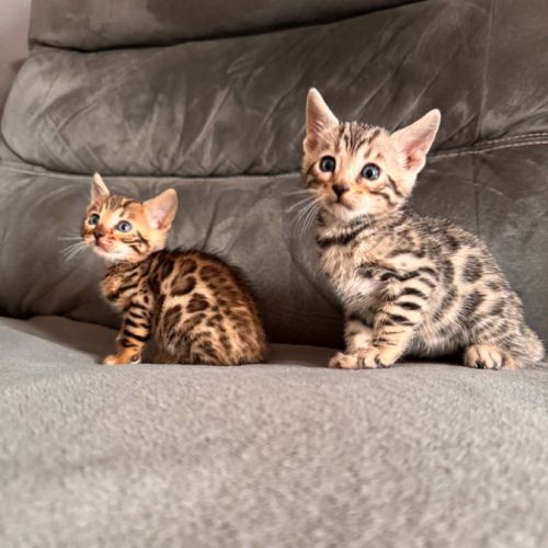 Chaton bengal #0