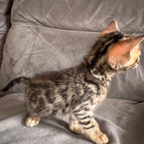 Chaton bengal #5