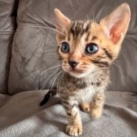 Chaton bengal #1