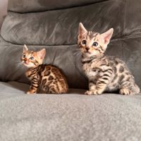 Chaton bengal