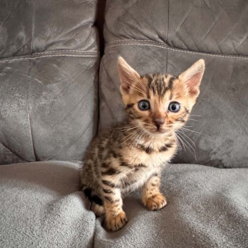 Chaton bengal #3