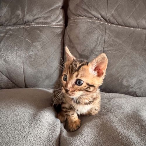 Chaton bengal #4