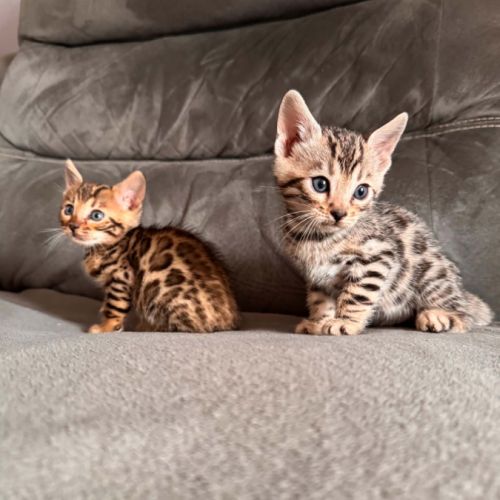 Chaton bengal #0