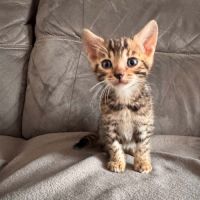 Chaton bengal #1