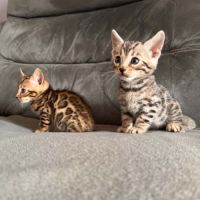 Chaton bengal #2