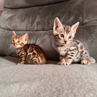 Chaton bengal