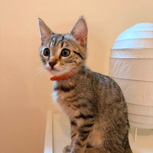 Evolie, adorable chaton à l'adoption #1