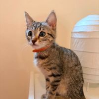 Evolie, adorable chaton à l'adoption #1