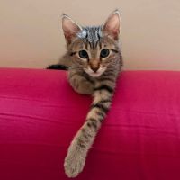Evolie, adorable chaton à l'adoption