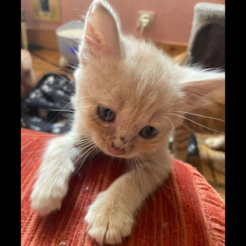Aragon, adorable chaton à l'adoption