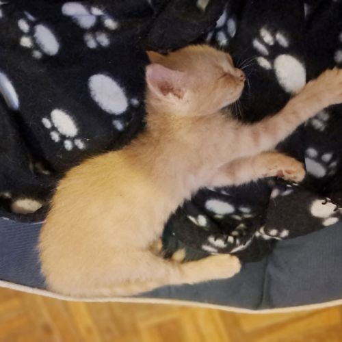 Aragon, adorable chaton à l'adoption #2