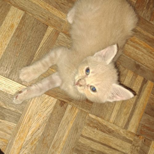 Aragon, adorable chaton à l'adoption #4