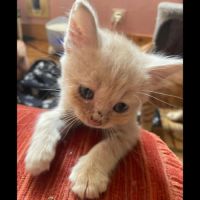 Aragon, adorable chaton à l'adoption