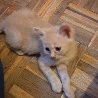 Aragon, adorable chaton à l'adoption #3