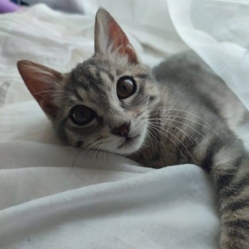 Perla, adorable chaton à l'adoption