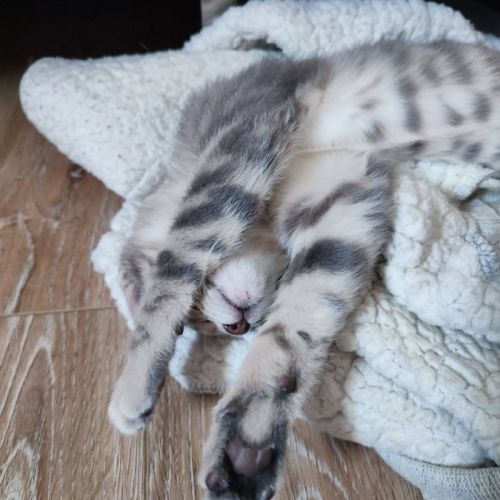 Perla, adorable chaton à l'adoption #2