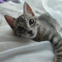 Perla, adorable chaton à l'adoption #0