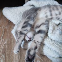 Perla, adorable chaton à l'adoption #2