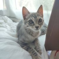 Perla, adorable chaton à l'adoption #3