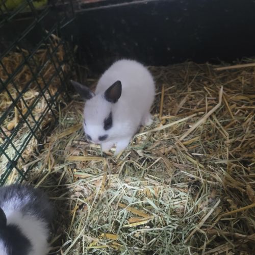 Lapin nain #4