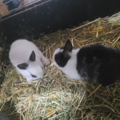 Lapin nain