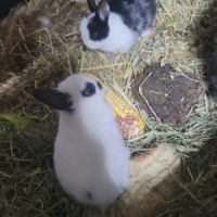 Lapin nain #1