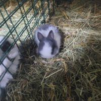 Lapin nain #2