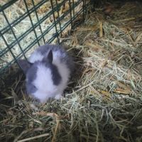 Lapin nain #3