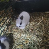 Lapin nain #4