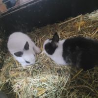 Lapin nain