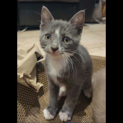 Mentis, adorable chaton à l'adoption