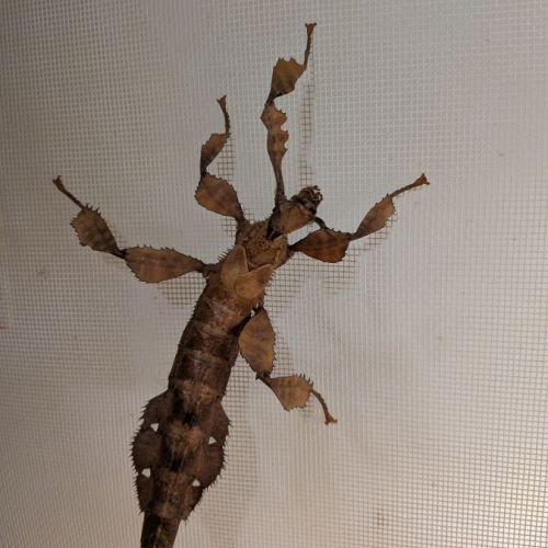 Phasme scorpion a donner #1