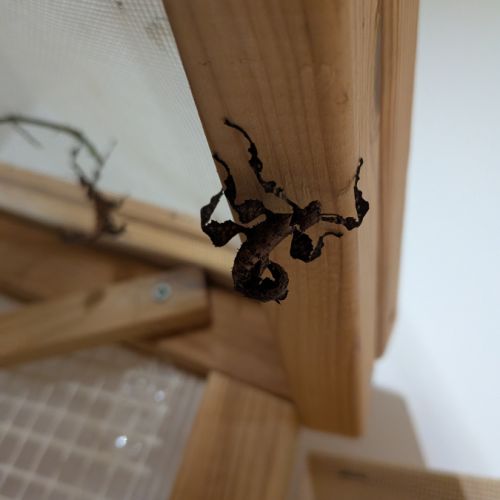 Phasme scorpion a donner